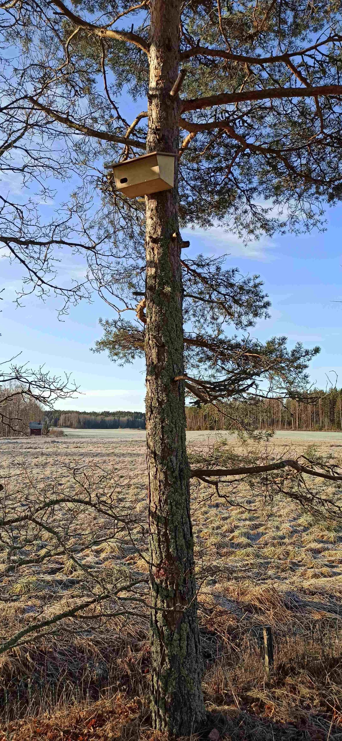 Tervapääskyn Pesä Tilaus UUTUUS!!! – PUUPIONI – Pääskyset & Pionit